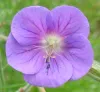 geranium-brookside